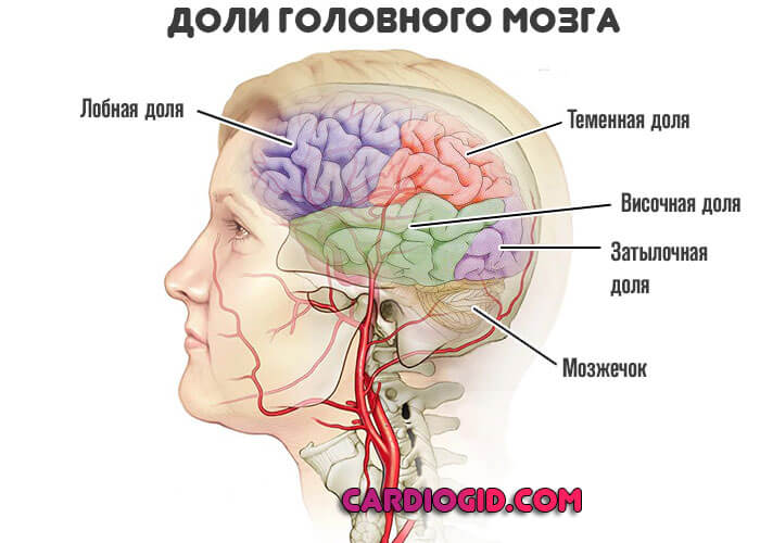 доли-головного-мозга