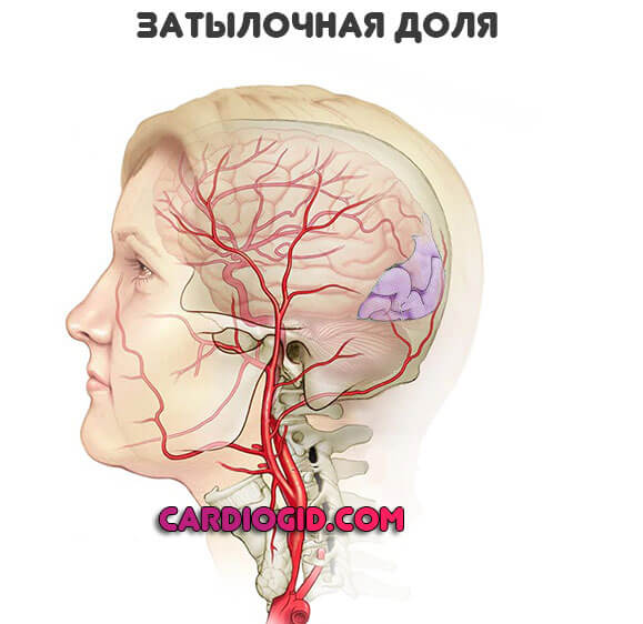 Инфаркт мозга вызванный тромбозом прецеребральных артерий что это thumbnail