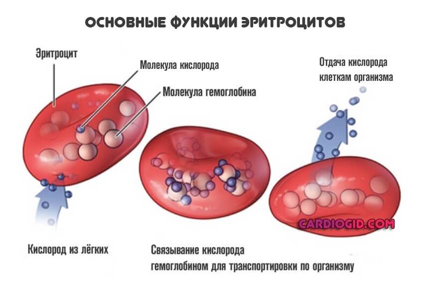 Разрушенные клетки в анализе крови thumbnail