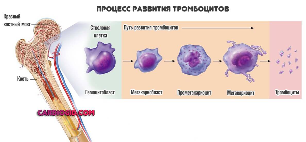 protsess razvitiya trombotsitov
